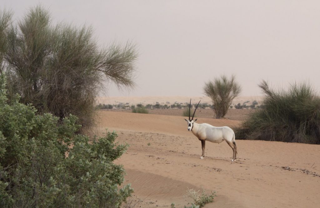 Oryx Antilope vorm Zelt