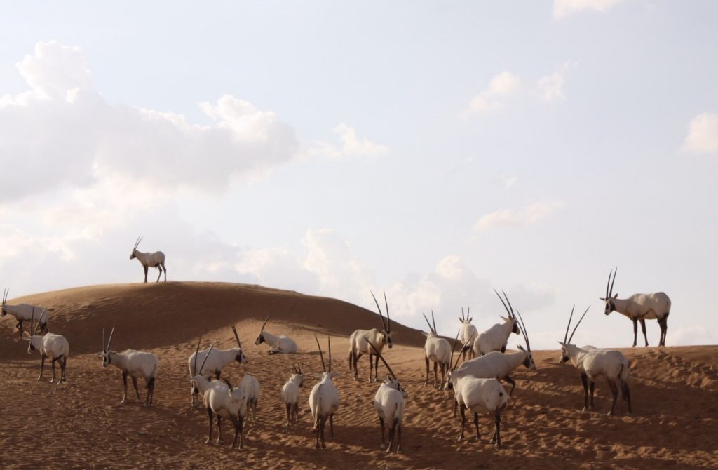 die wunderbaren Oryx Antilopen