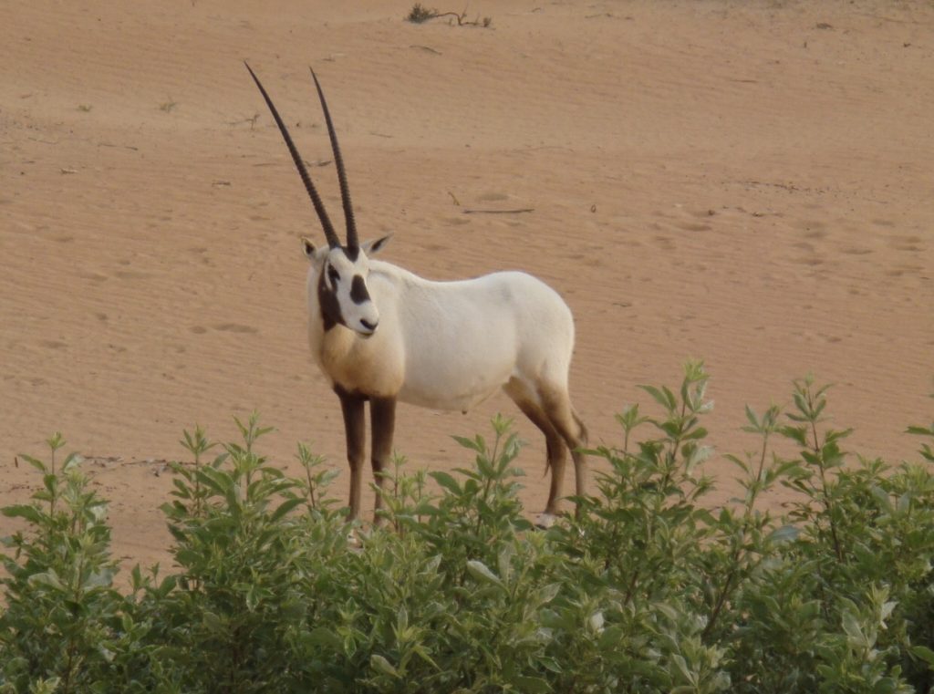 Oryx Antilope vorm Zelt