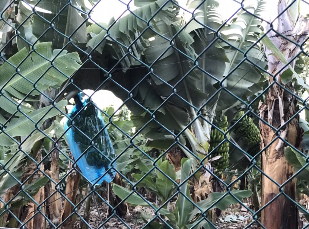 Platanos de Canarias