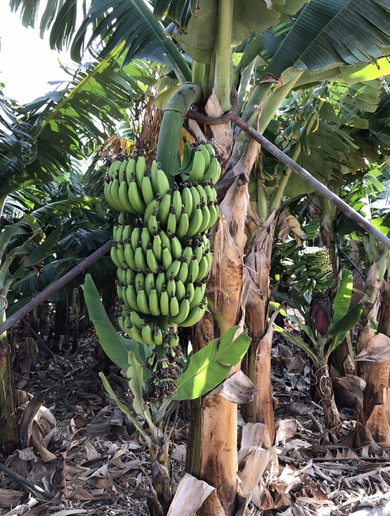 Platanos de Canarias